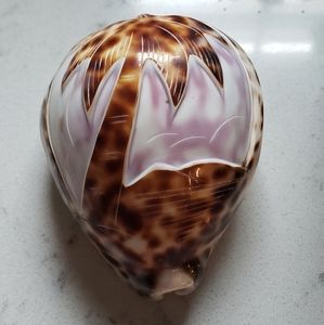 Lg carved shell